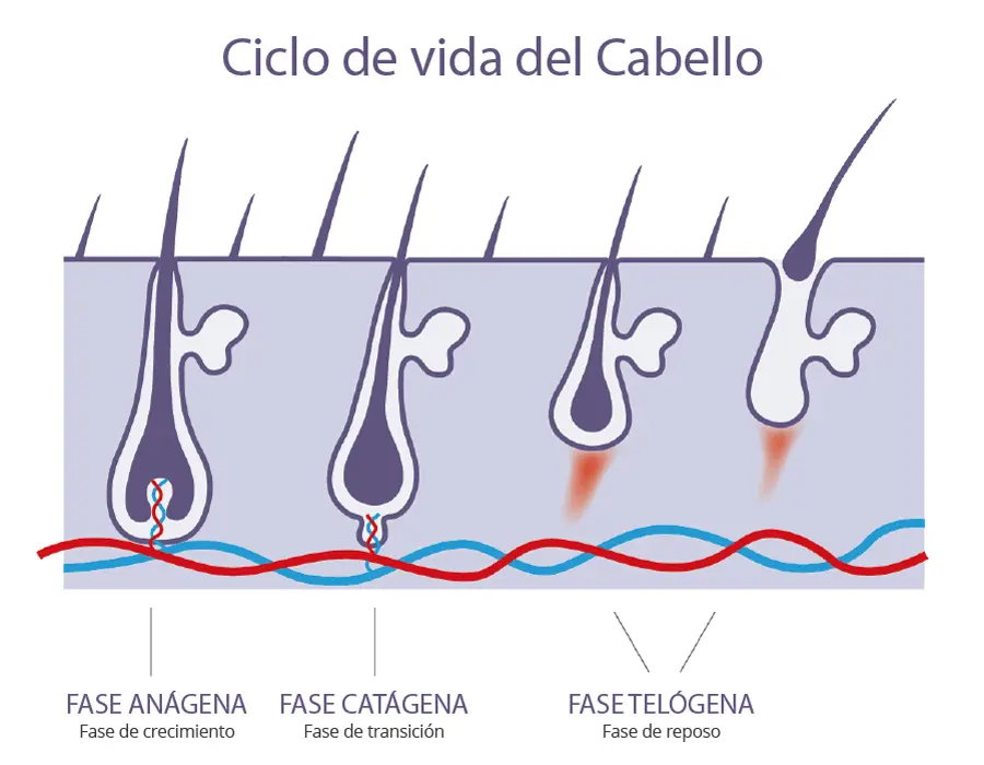 Infografía del ciclo capilar: anágena, catágena, telógena, exógena
